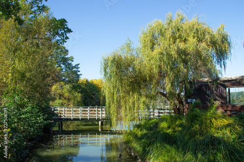 bridge in the park