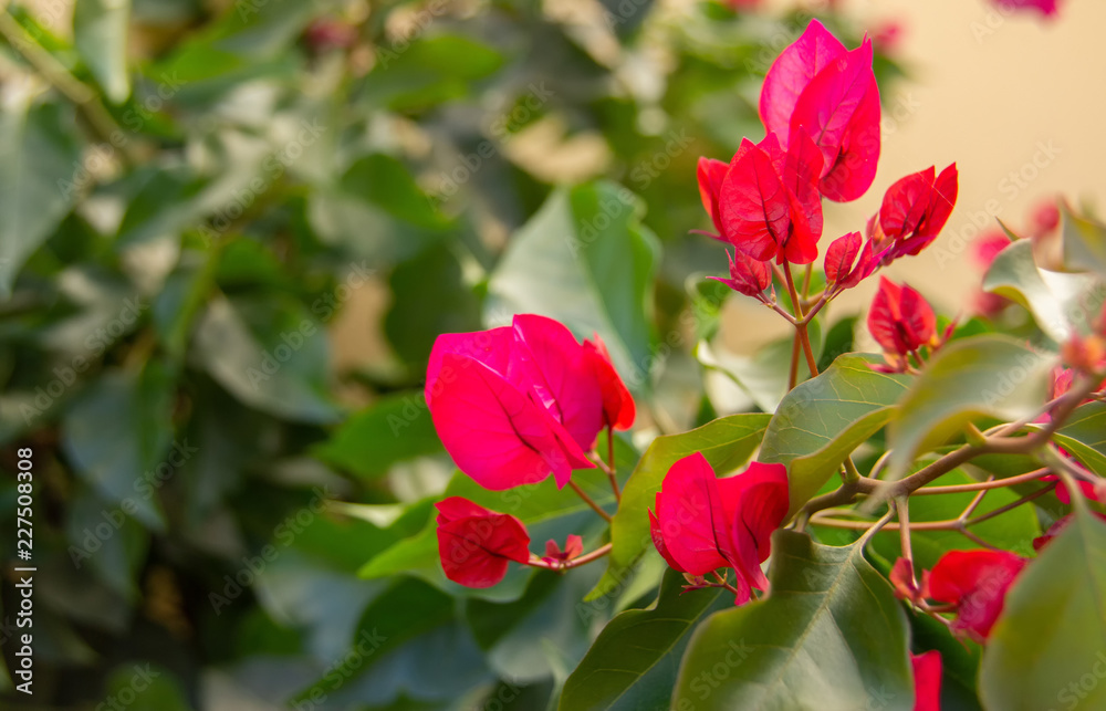 red flowers in the garden