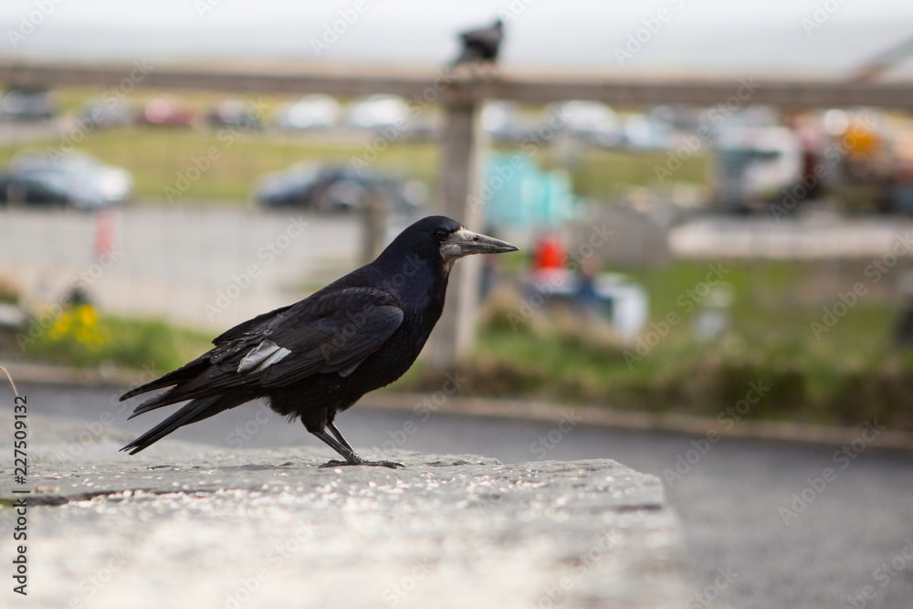 Obraz premium A single Crow