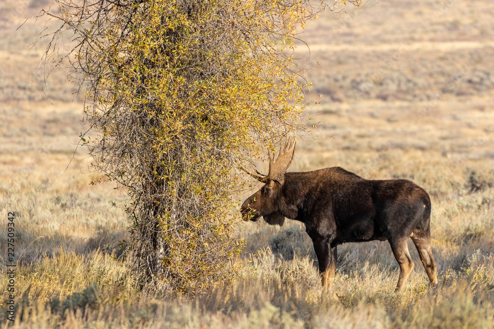 Fototapeta premium Bull Shiras Moose in Wyoming in Fall
