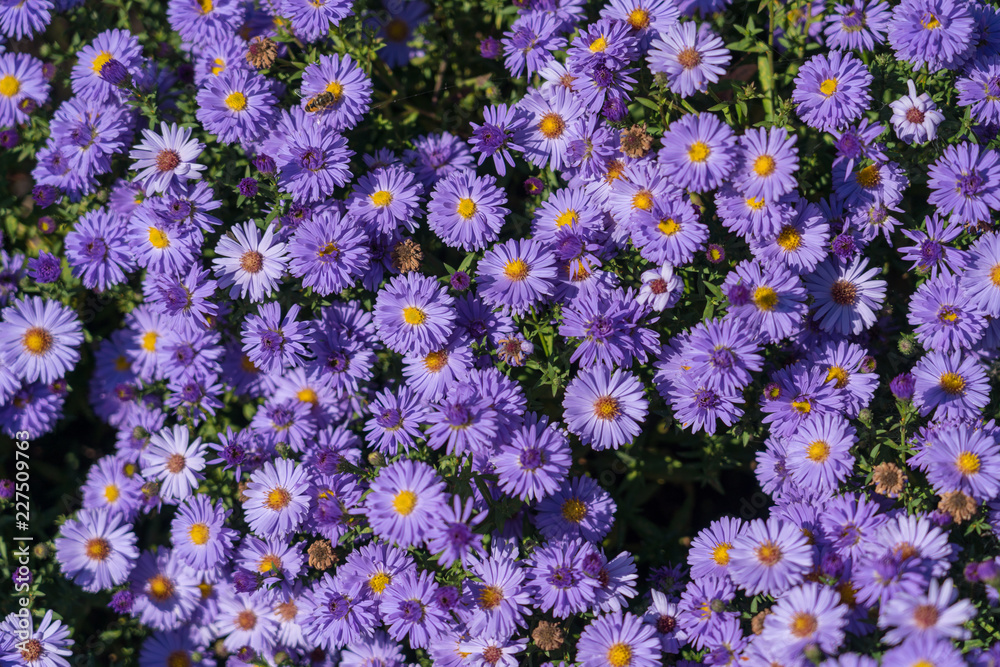 Asters flowering in a garden in Moldovita Asters flowering in a garden in Moldovita