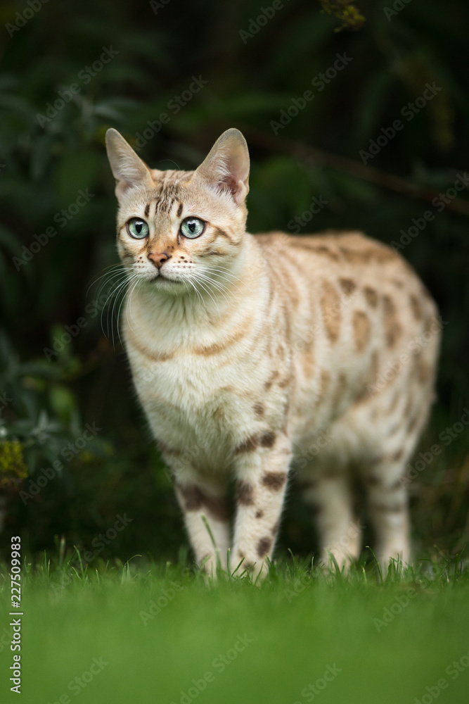 Bengal outdoor in Garden