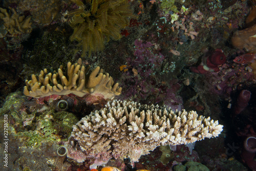 arrecife indonesio