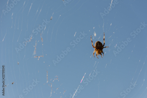 close up, macro shot of an Crowned Orb Weaver (aka Cross spider) sitting on its web, waiting for prey to eat.
