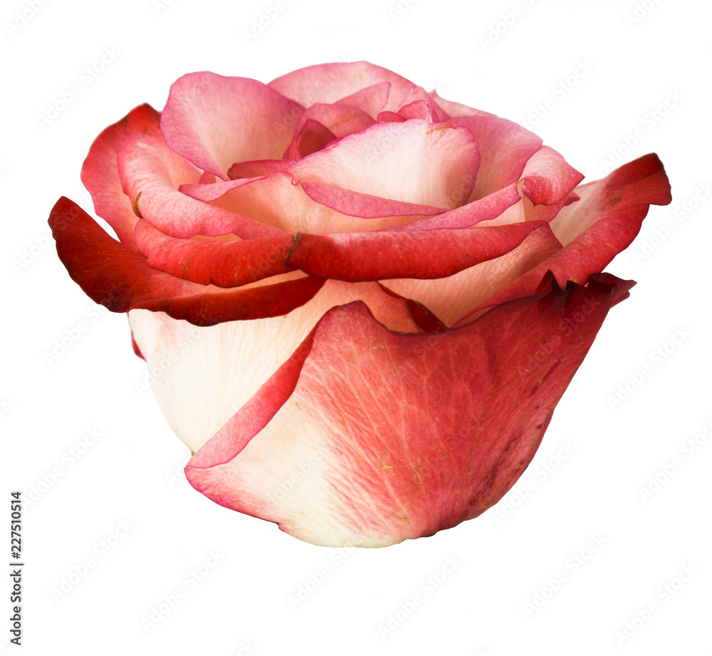 Fototapeta premium Beautiful single pink rose isolated on white background