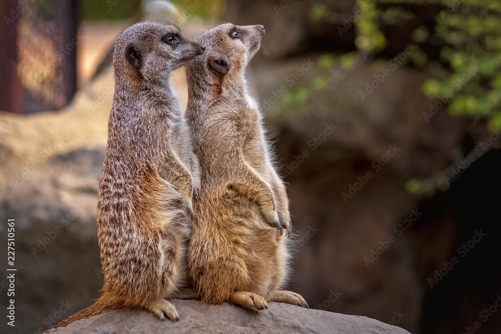 meerkat suricata suricatta meerkat suricata suricatta