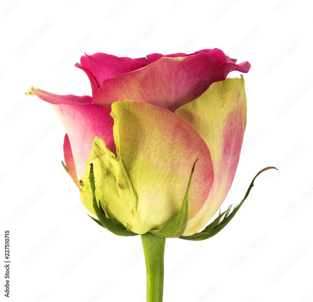 Beautiful single pink rose isolated on white background