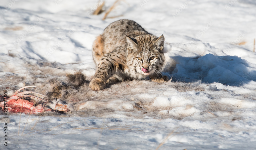 Bobcat in the winter