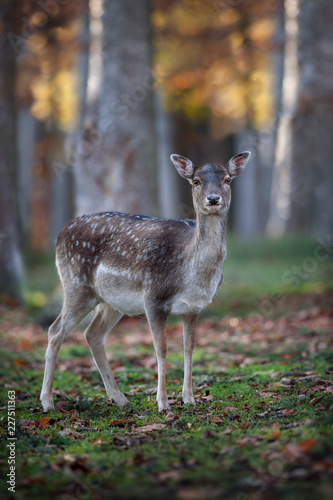 Deer in autumnal Forest