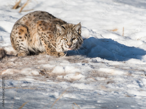 Bobcat in the winter © Jillian