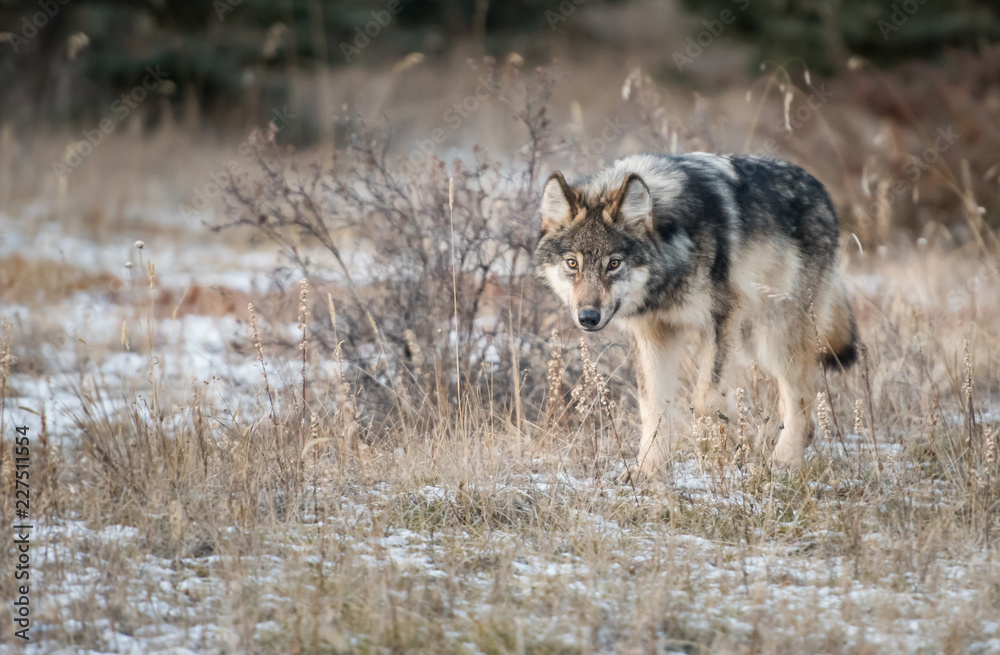 Grey wolf Grey wolf