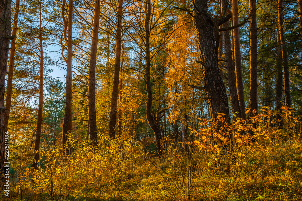 Fototapeta premium Indian summer