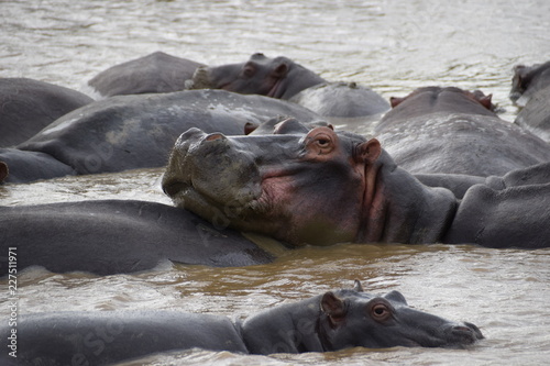 Hippos, St Lucia, South Africa