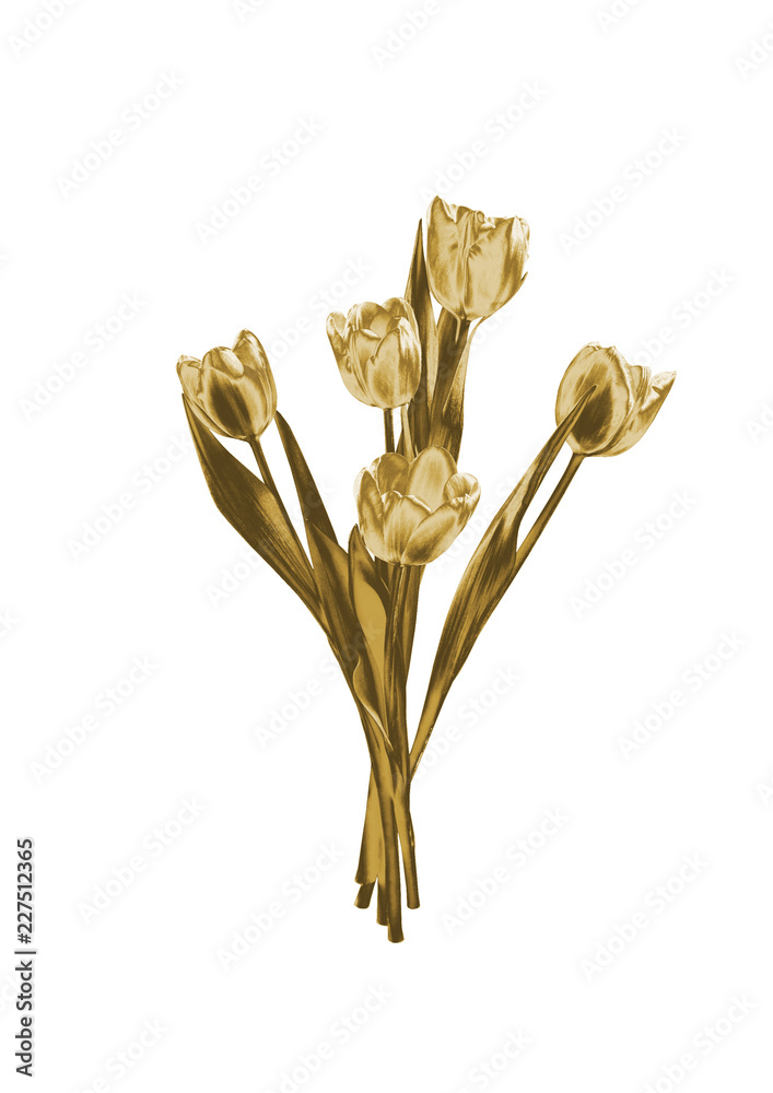 golden tulips