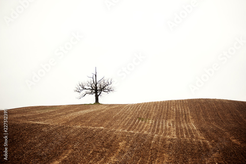 Φωτογραφία Bare tree on plowed field against sky