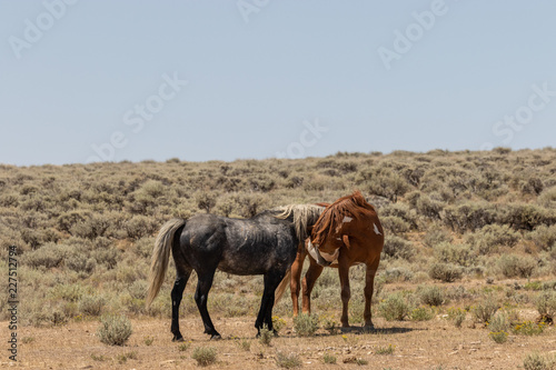 Wild Horse Stallions Facing Off in the Desert