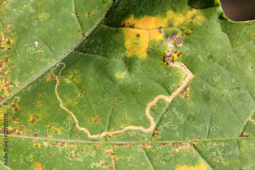 Leaf mine of Stigmella aceris on leaf of Norway maple or Acer platanoides photo