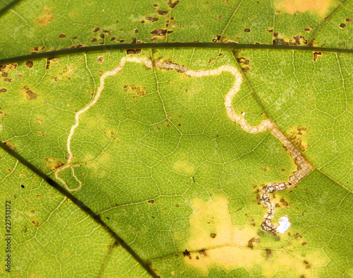 Leaf mine of Stigmella aceris on leaf of Norway maple or Acer platanoides