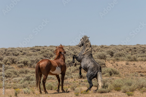 Wild Horse Stallions Facing Off in the Desert © natureguy