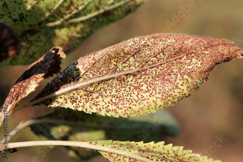 Plum rust (Tranzschelia pruni-spinosae) on leaf of Plum or Prunus domestica