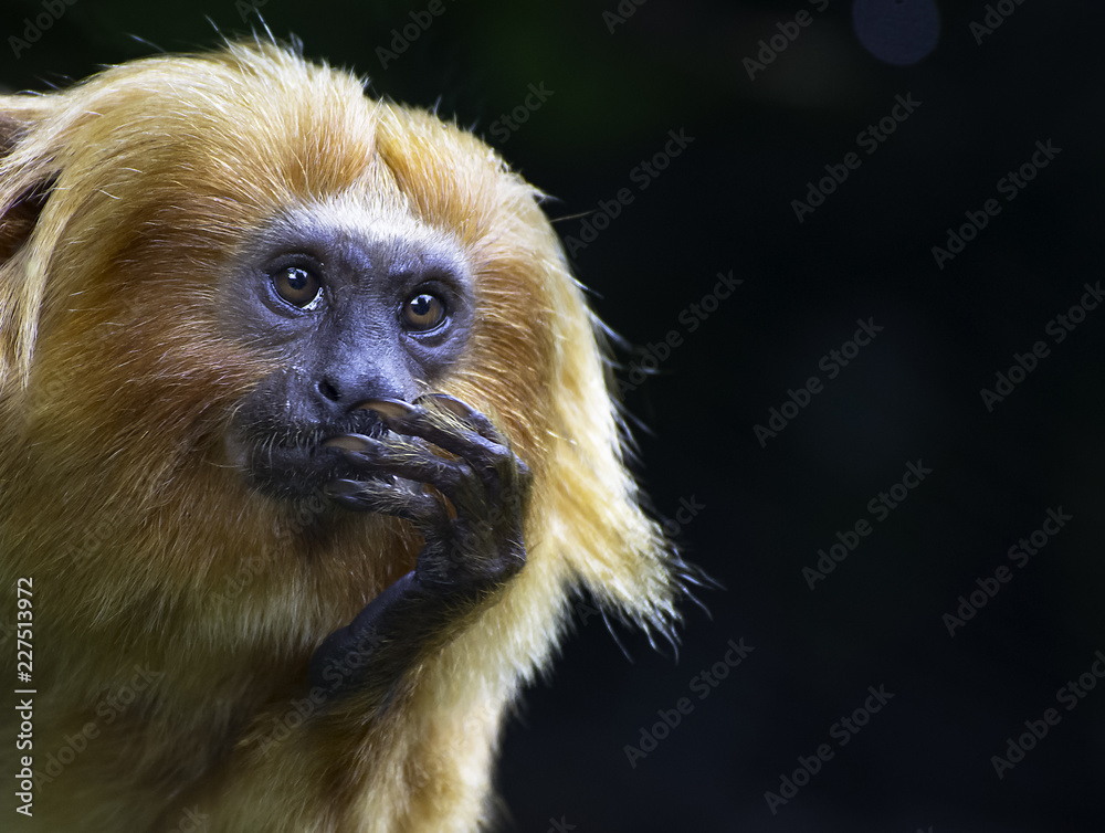 Obraz premium Monkey