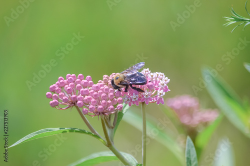 Close-Up Of Pink Flowering Plant and a Bee