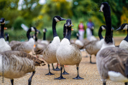 Posing Goose