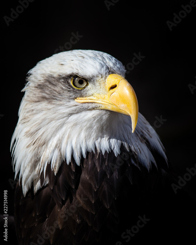 Bald Eagle Portrait