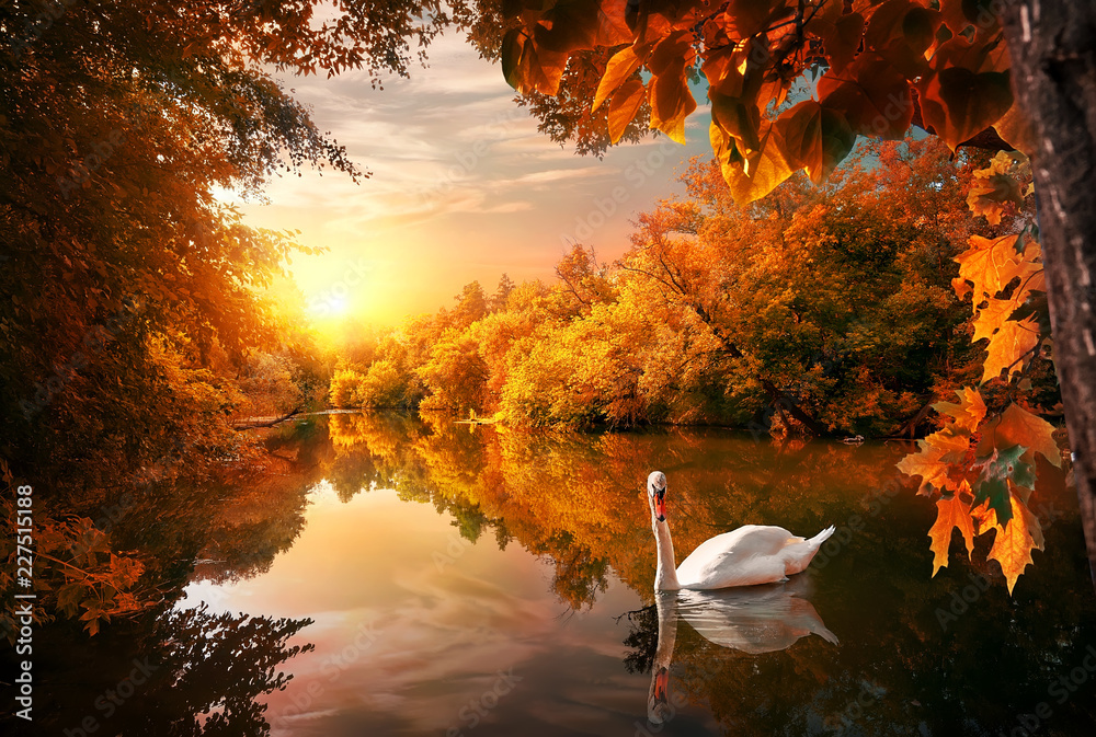 Swan on autumn pond - obrazy, fototapety, plakaty 