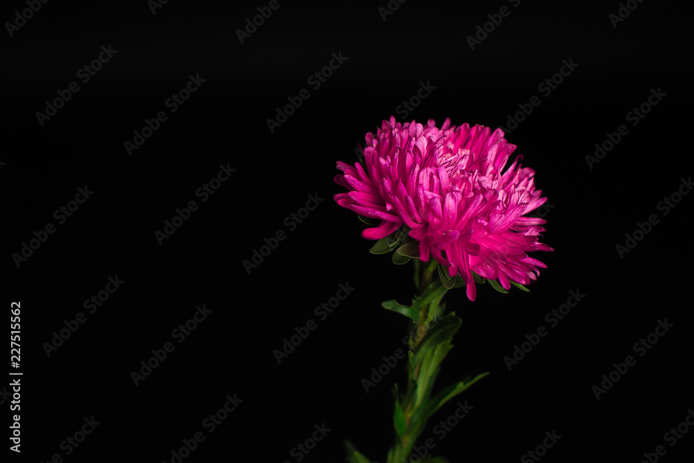 bright flower asters on a black background
