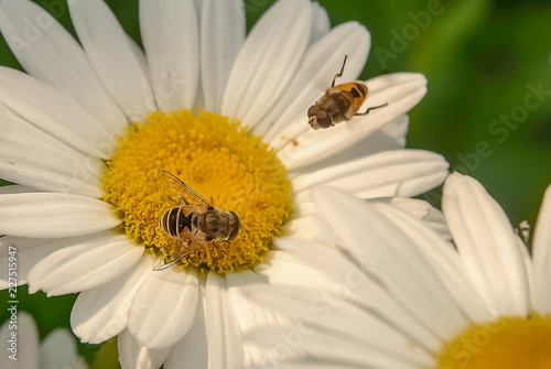 Close-Up of a Daisy Flower and a Bee