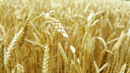 cereals