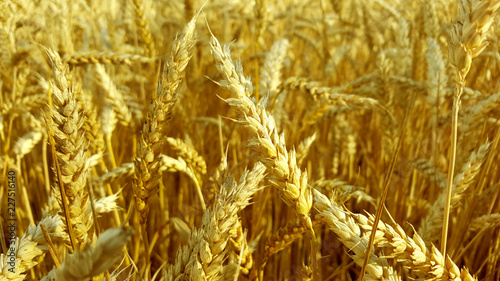 wheat