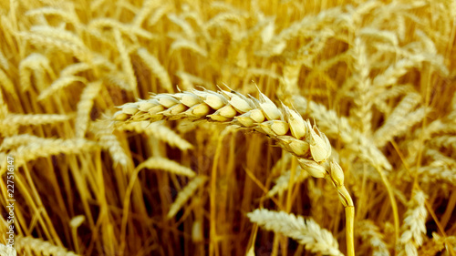 ear of wheat