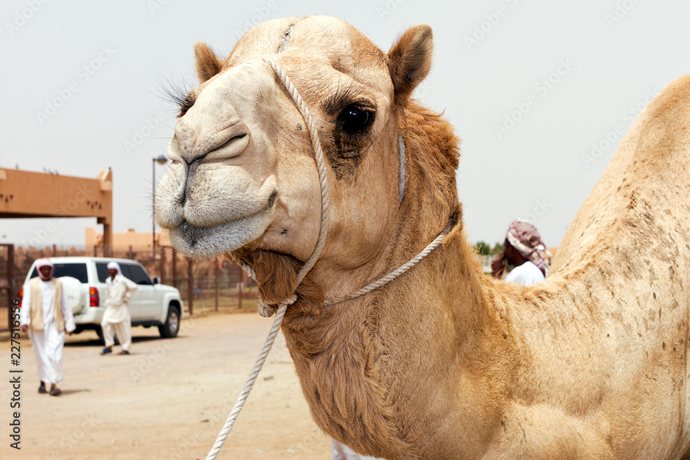 Obraz premium Dromedary in the desert