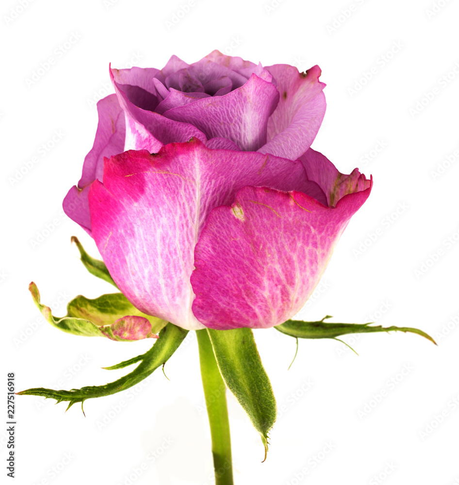 rose isolated on white background rose isolated on white background