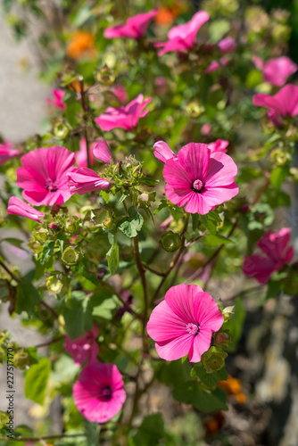 Pink Hibiscus flowering in a garden in Romania