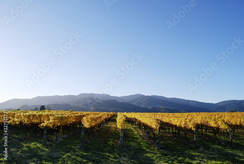 View of vineyard against mountain