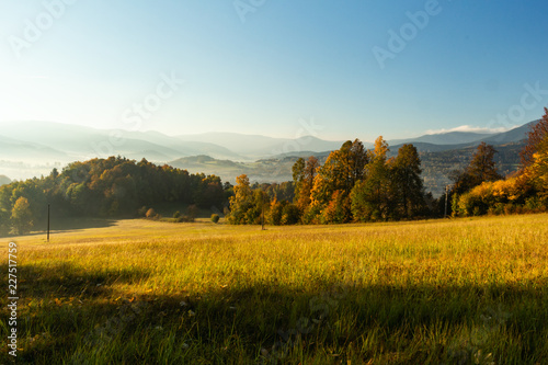 Gorgeous foggy sunrise in mountains. Lovely summer landscape. Flowers on grassy meadows and forested hill in fog.