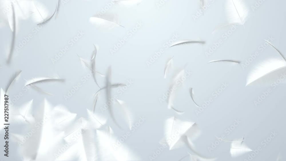 Animation flying of white feathers in slow motion. Animation of seamless loop. Animation flying of white feathers in slow motion. Animation of seamless loop.
