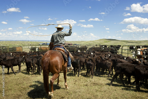 Rear view of cowboy sitting on horse back at ranch roping cattle