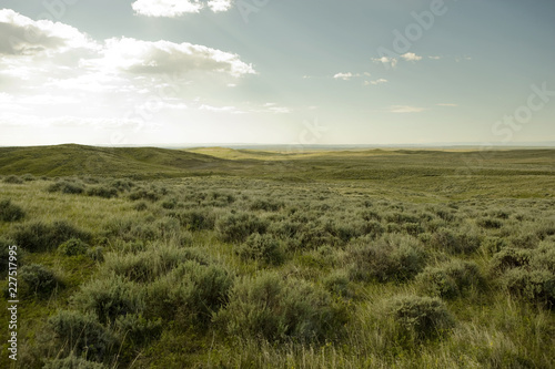 Scenic view of grassy field