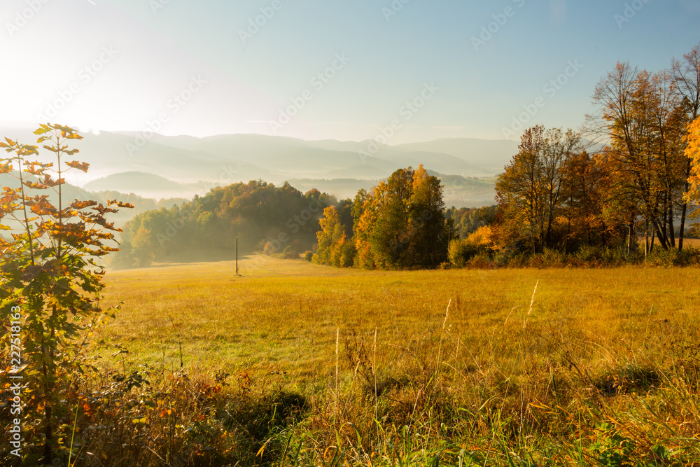 Gorgeous foggy sunrise in mountains. Lovely summer landscape. Flowers on grassy meadows and forested hill in fog.