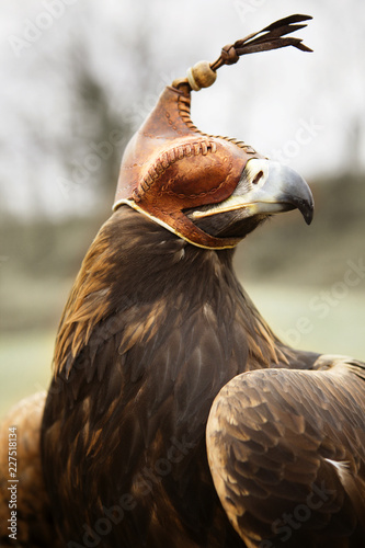 Photography Close up of kestrel in hood