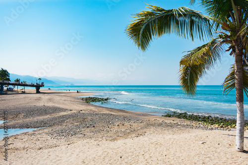 Serene beach with palm tree during day