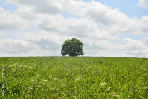 Landscape field with distant mountain İsmayilli Azerbaijan