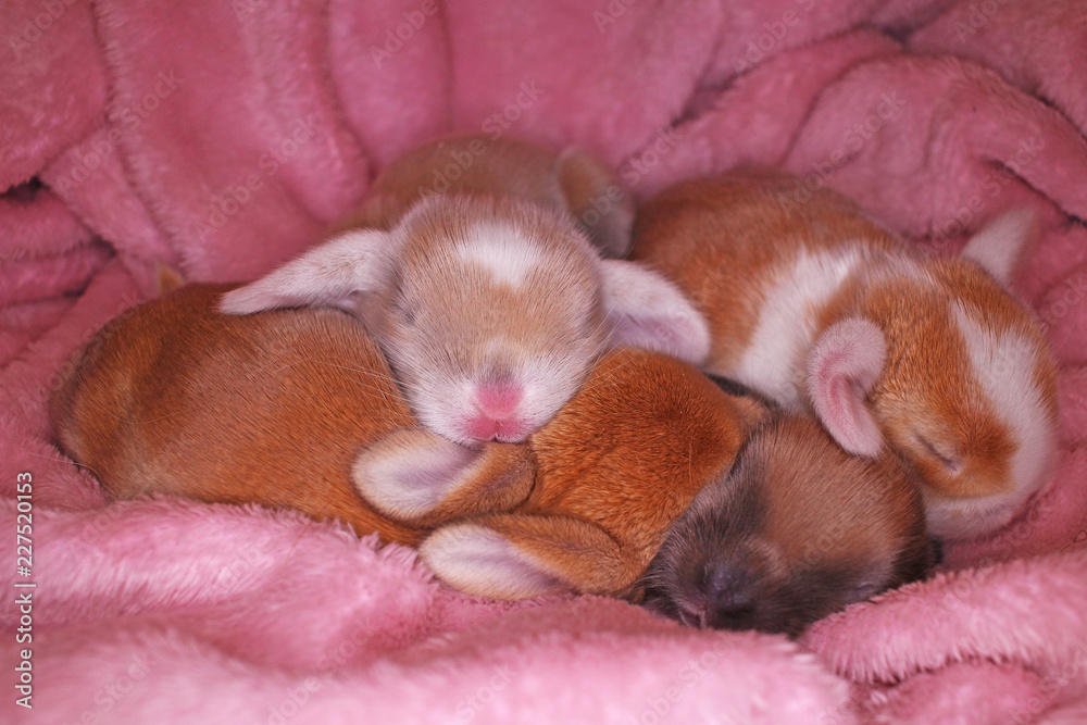 Cute bunny lop rabbit baby kit on colorful studio background. New born baby animal pet rabbits. Cute bunny lop rabbit baby kit on colorful studio background. New born baby animal pet rabbits.