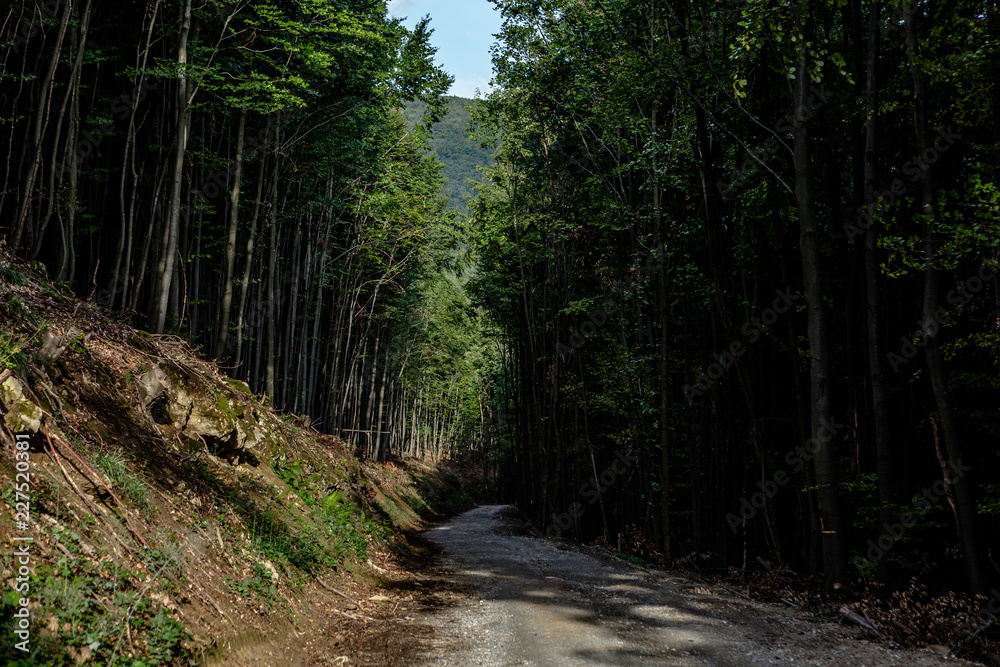 View of dirty road between a forest View of dirty road between a forest