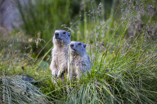 Two Alpine marmots ( Marmota marmota) in the grass.