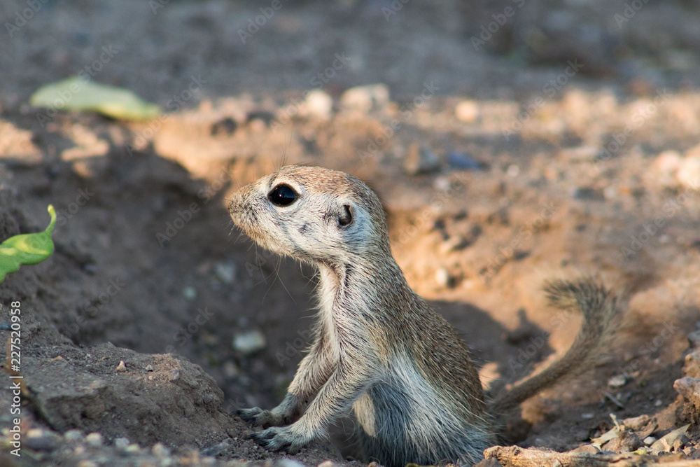 An adorable round tailed ground squirrel in the Sonoran Desert. Wildlife native to the American Southwest, a cute, furry rodent poses near the entrance to their burrow in Pima County, Tucson, Arizona. An adorable round tailed ground squirrel in the Sonoran Desert. Wildlife native to the American Southwest, a cute, furry rodent poses near the entrance to their burrow in Pima County, Tucson, Arizona.